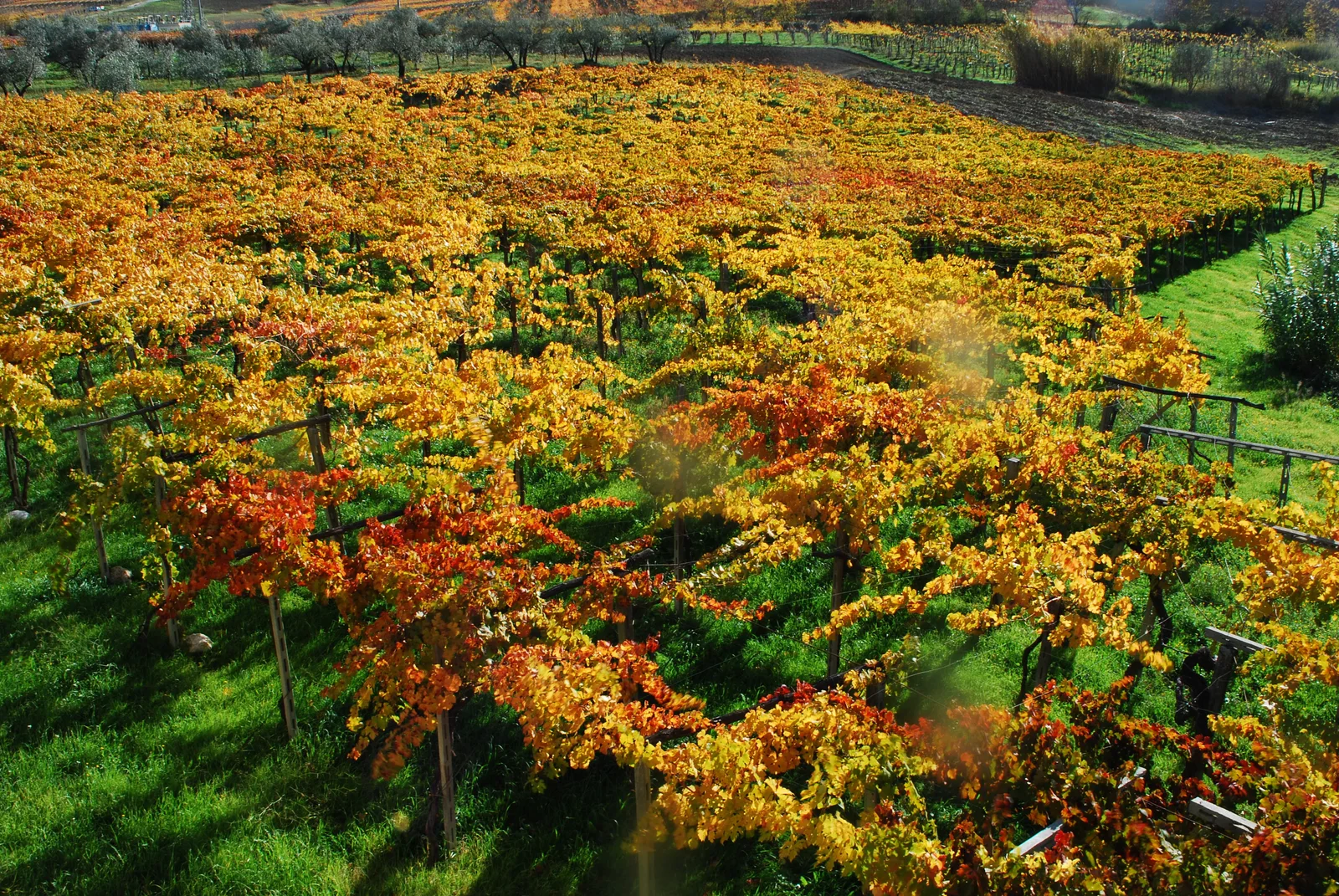 Vigneto di Montepulciano con foglie autunnali illuminate dal sole